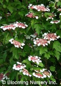 Viburnum sargentii 'Onondaga'